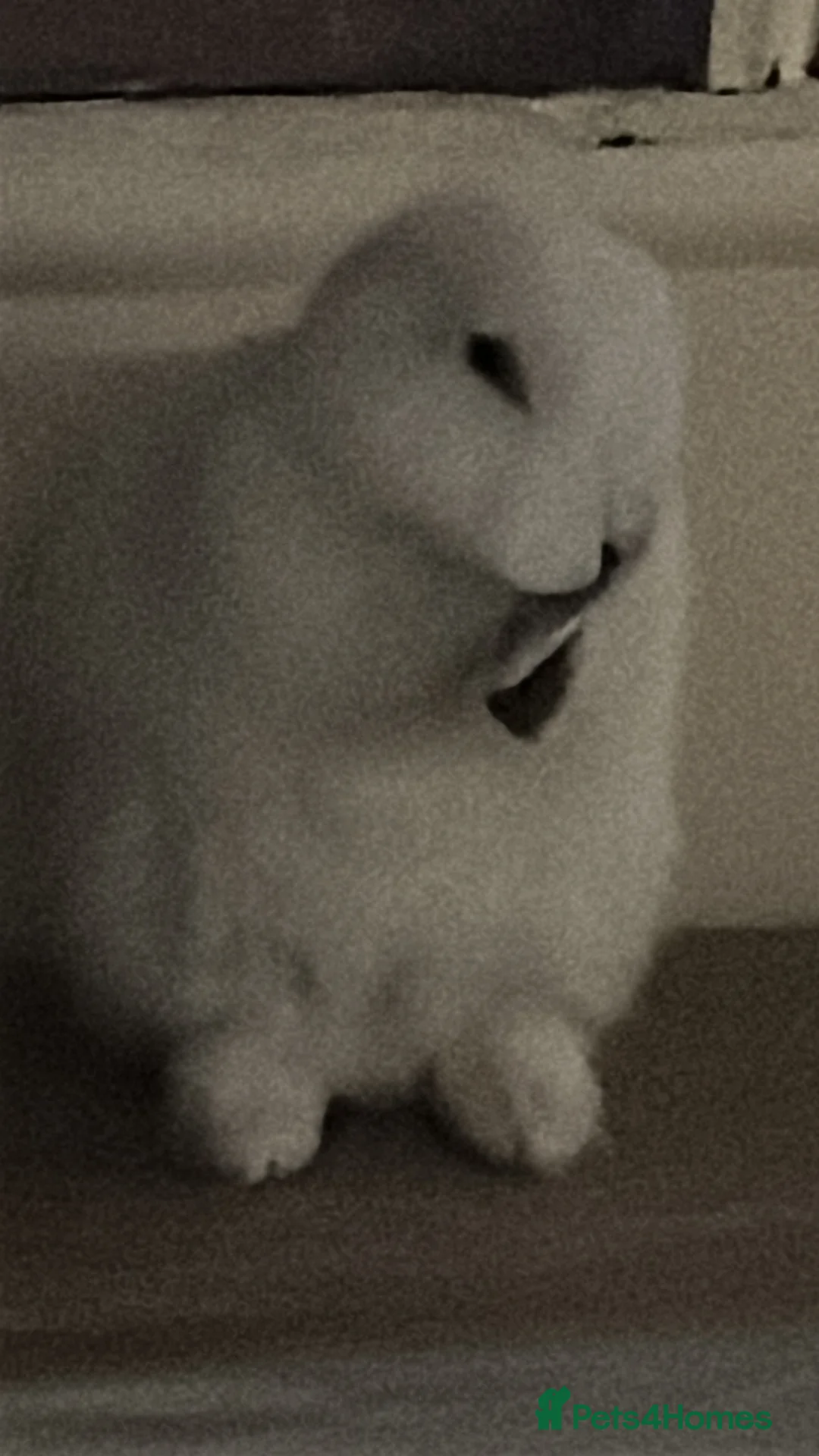 Mini Lop rabbits for sale: Alfie the Mini loop rabbits - Advert 3