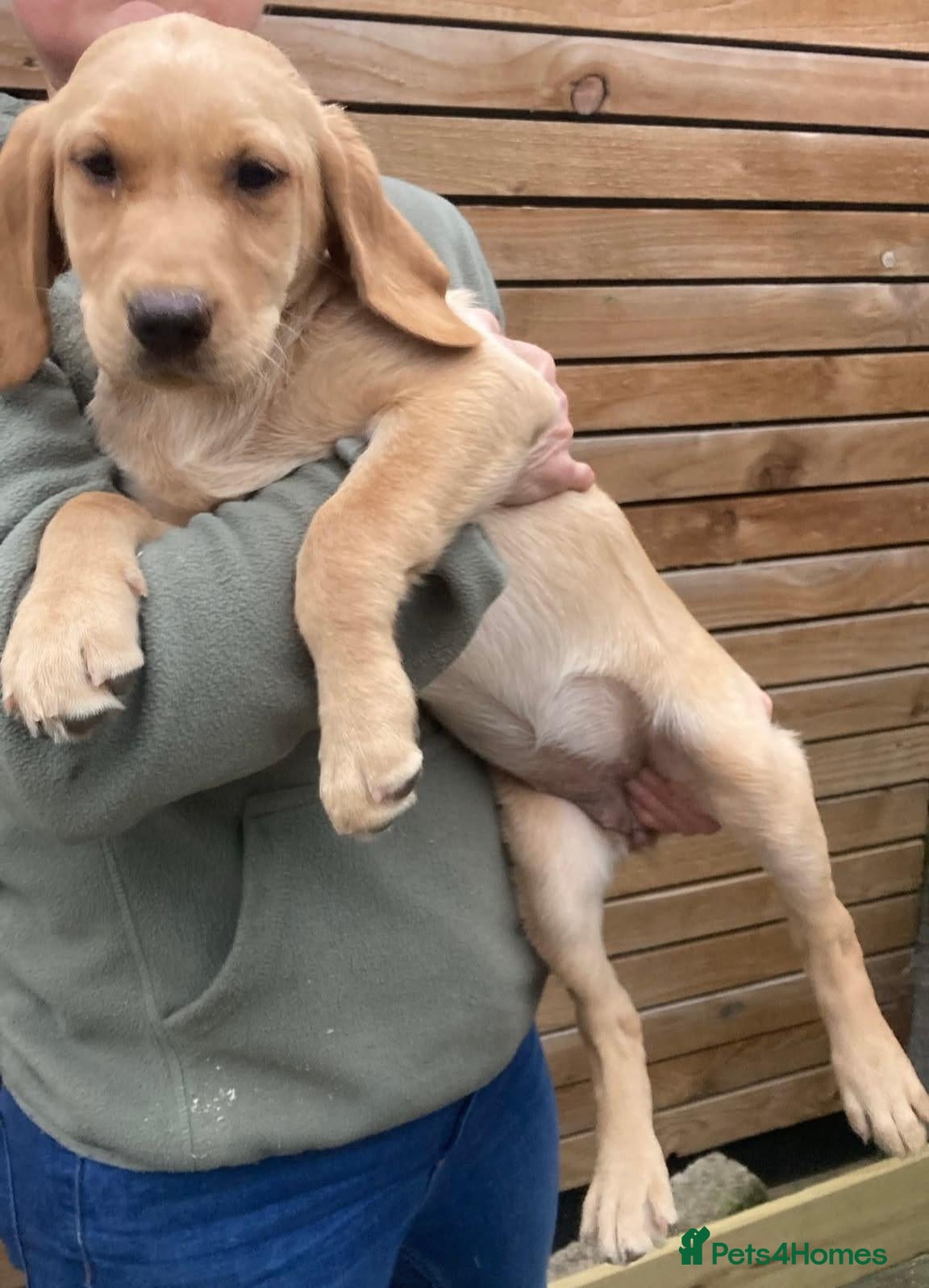Labrador Retriever dogs KC Registered Working Labrador Retriever Puppies - Advert 1