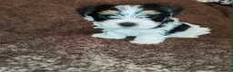Biewer Terrier dogs for sale: Biewer Terrier Puppies - Boy Wiip & Girl Wiski  in Boston - Advert 2