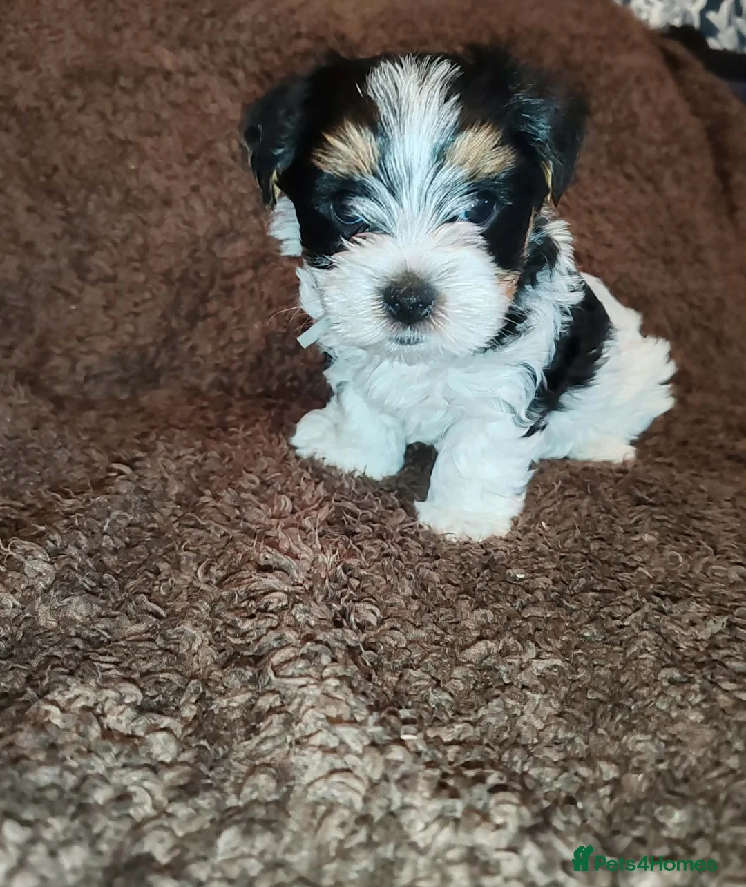 Biewer Terrier dogs for sale: Biewer Terrier Puppies - Boy Wiip & Girl Wiski  in Boston - Advert 2