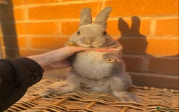 Rex rabbits for sale: Female & male otter/BEW mini rex rabbits  - Image 21