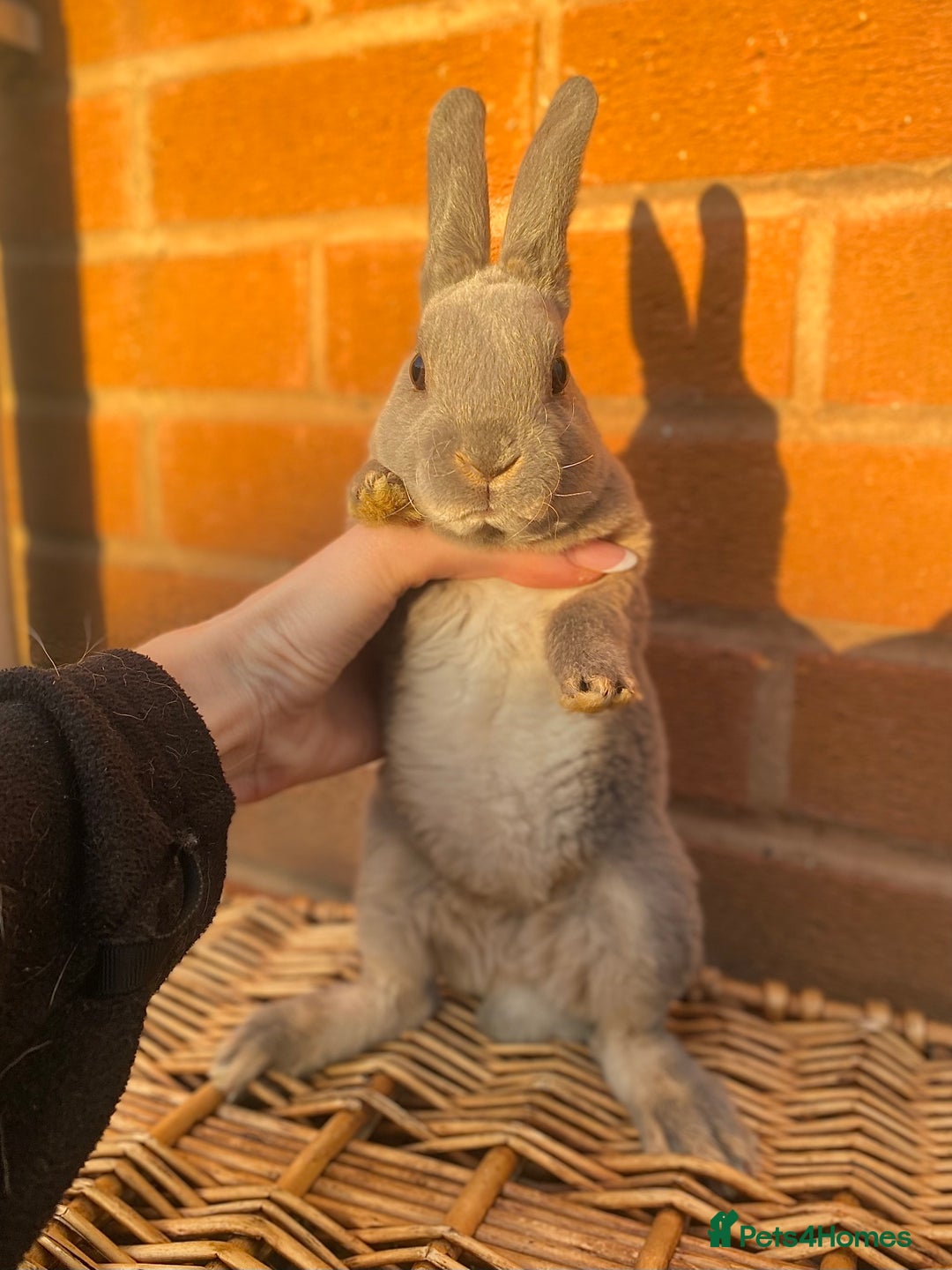 Rex rabbits for sale: Female & male otter/BEW mini rex rabbits  - Image 21