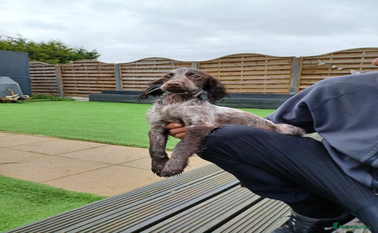 Cocker Spaniel dogs - Advert 13