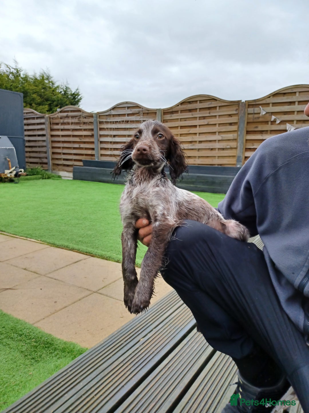 Cocker Spaniel dogs for sale: Working cocker spaniel  - Image 1