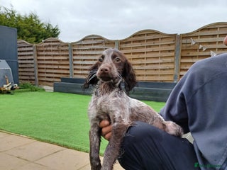 Cocker Spaniel dogs - Advert 26