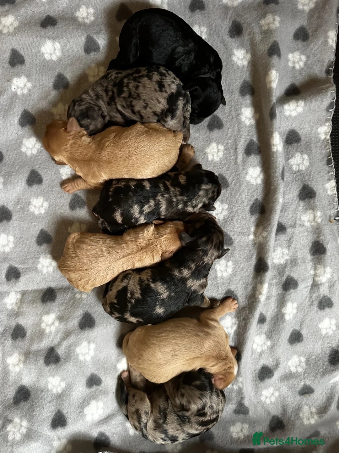 Cavapoo dogs for sale: Impressive F1 Merle Cavapoos  - Advert 1