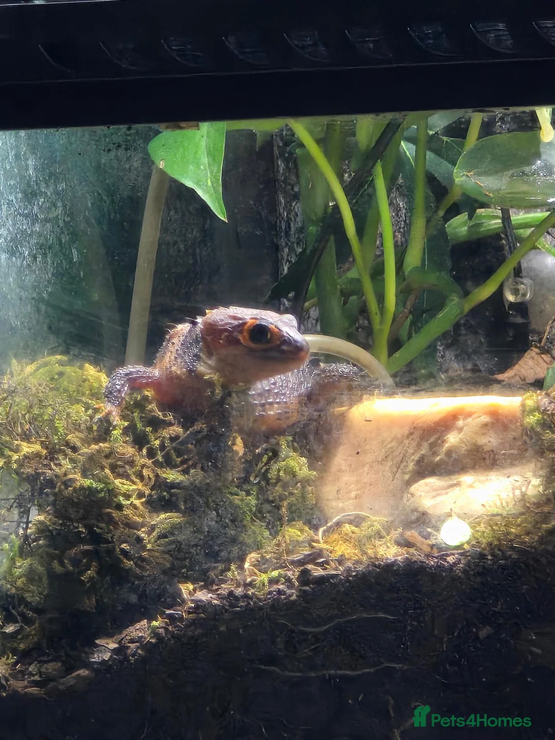 Skink reptiles for sale: 2 x Female Crocodile Skinks for Sale CB25 - Advert 3