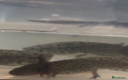 Axolotl reptiles for sale: Axolotl For Sale - Image 9