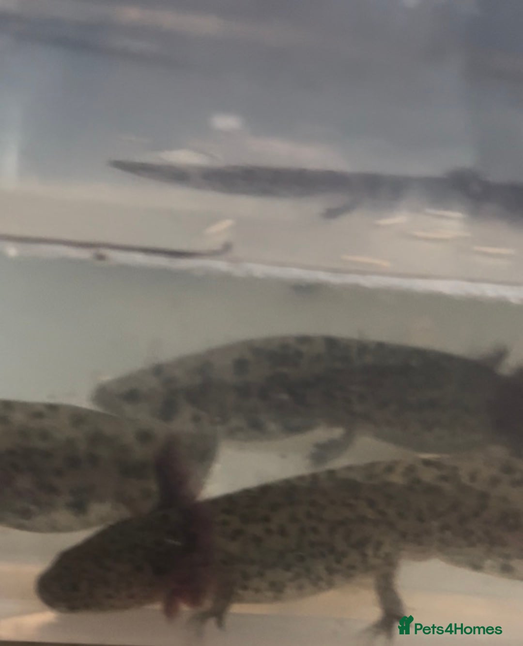 Axolotl reptiles for sale: Axolotl For Sale - Image 9