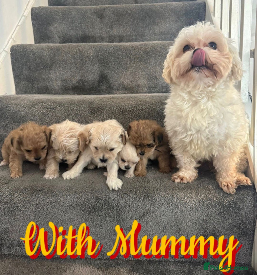 Mixed Breed dogs for sale: 🐾 Adorable Puppies Ready for Forever Homes 🐾 - Advert 2