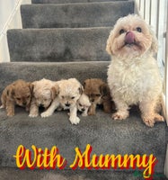 Mixed Breed dogs 🐾 Adorable Puppies Ready for Forever Homes 🐾 - Advert 9