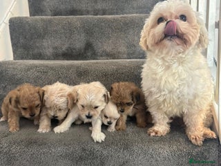 Mixed Breed dogs 🐾 Adorable Puppies Ready for Forever Homes 🐾 - Advert 2