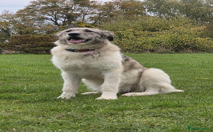 Mixed Breed dogs Perfect PICKLE - Advert 16