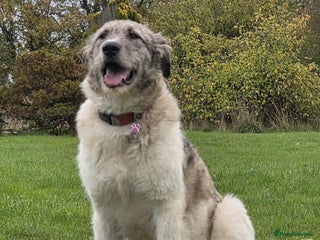 Mixed Breed dogs Perfect PICKLE - Advert 1