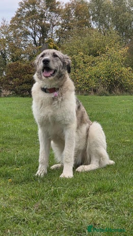 Mixed Breed dogs Perfect PICKLE - Advert 3