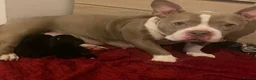 Mixed Breed dogs for sale: Frenchie x pocket bully x old English bulldog in Snodland - Advert 3