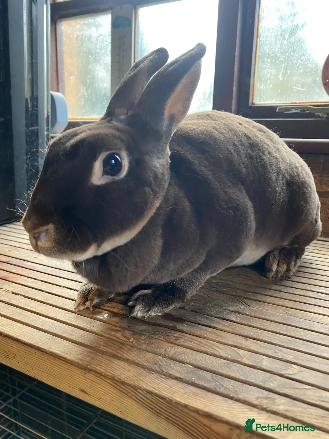 Guinea Pig rodents for sale: Beautiful, Well Handled Mini Rex Doe - Advert 2