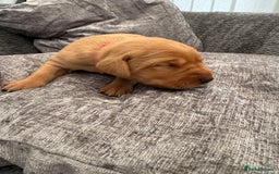 Labrador Retriever dogs for sale: Fox Red Labrador Puppies - Image 10