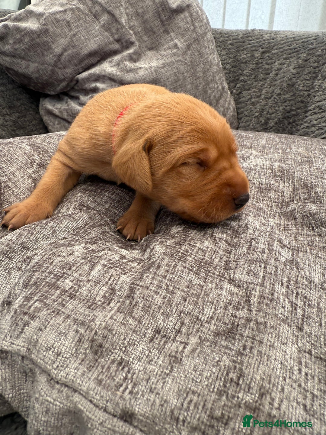 Labrador Retriever dogs for sale: Fox Red Labrador Puppies - Image 10