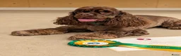 American Cocker Spaniel dogs for stud: Quality cocker for stud  - Advert 3