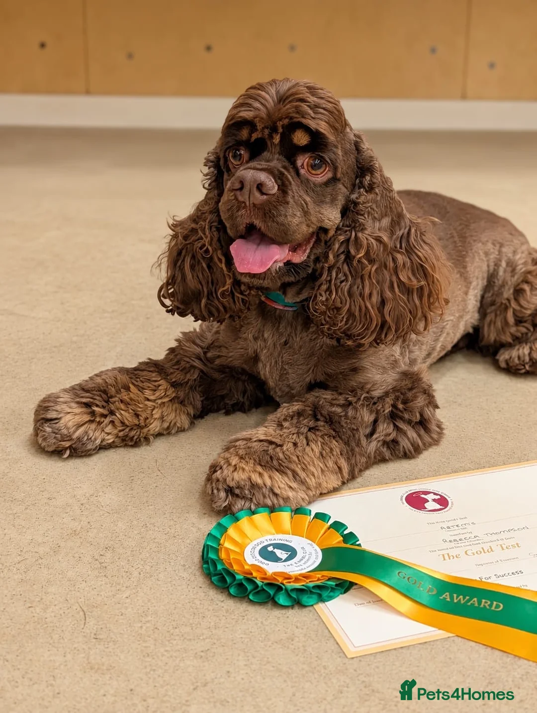 American Cocker Spaniel dogs for stud: Quality cocker for stud  - Advert 3