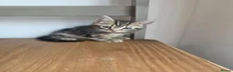 Mixed Breed cats for sale: Kittens for sale blackpool  - Advert 19