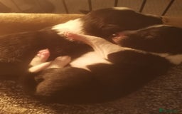 Border Collie dogs for sale: Beautiful litter of border collie puppies - Image 5