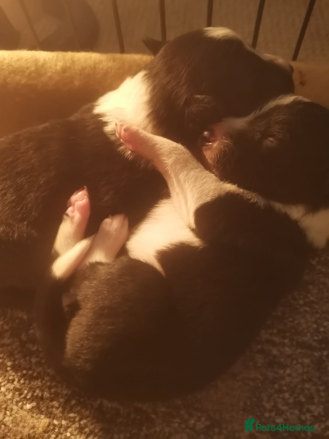 Border Collie dogs for sale: Beautiful litter of border collie puppies - Image 5