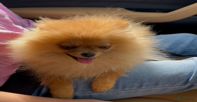 Pomeranian dogs - Advert 1