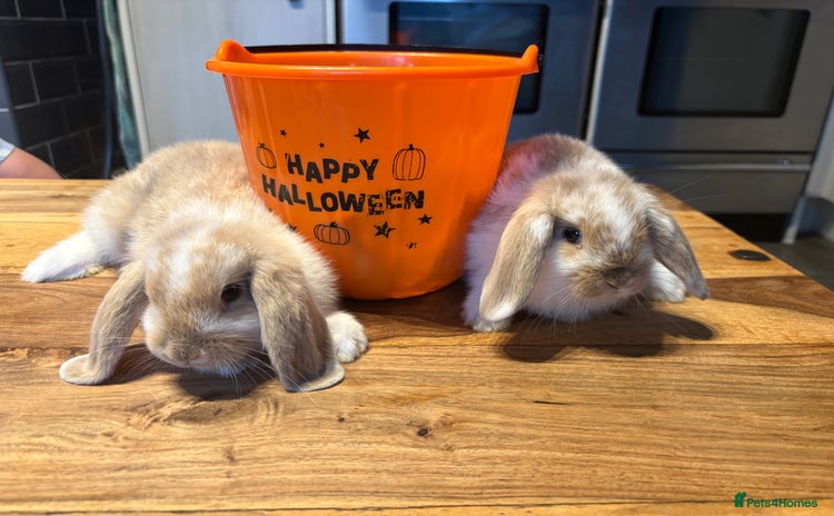 Mini Lop rabbits - Advert 1