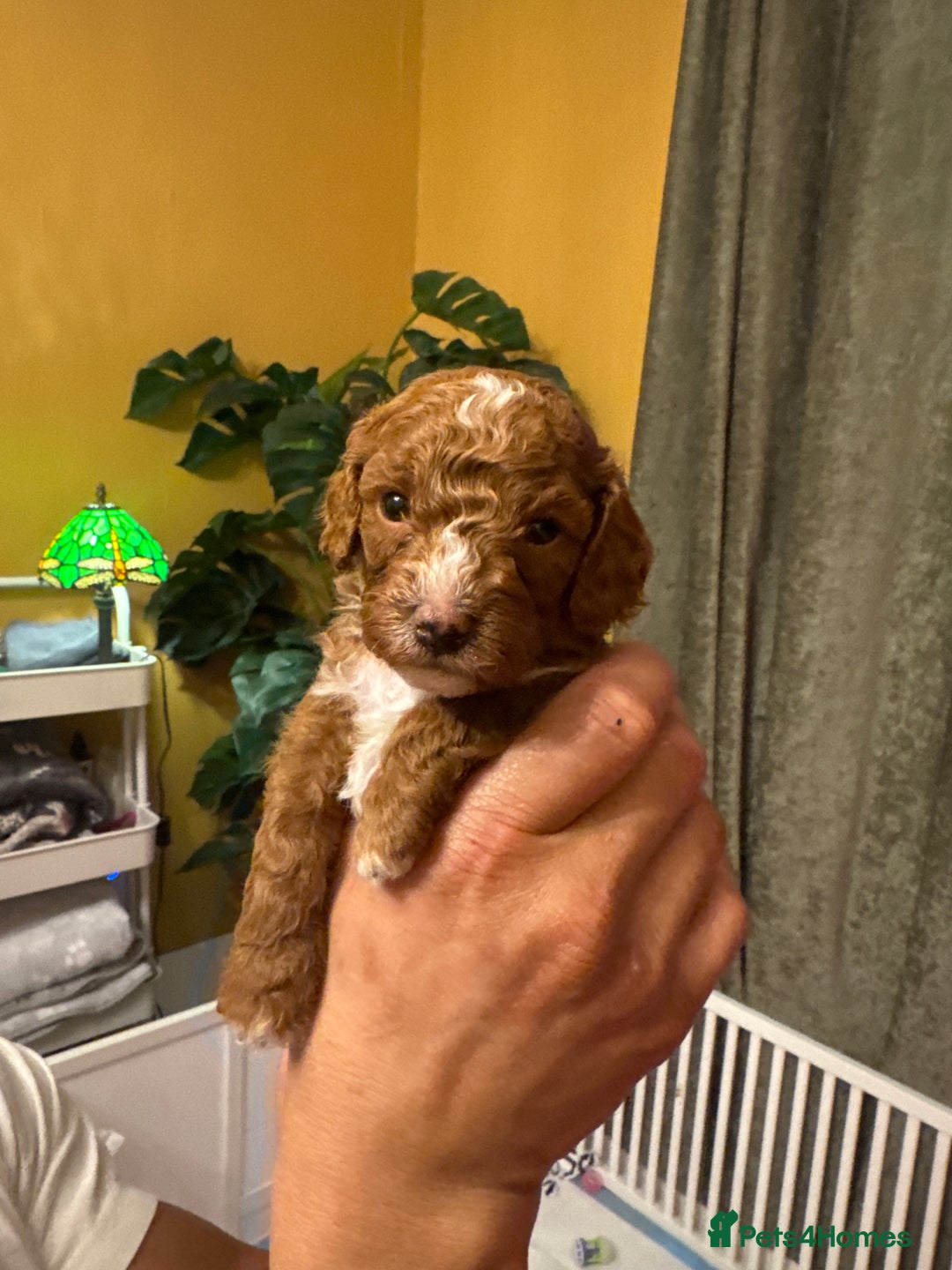 Cavapoo dogs for sale: F1b Cavapoo extensively health tested mum&dad  - Advert 13