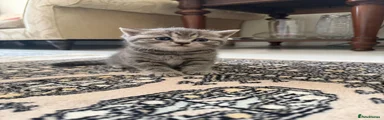 Kitten 3
