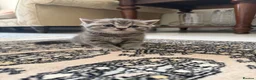 British Shorthair cats for sale: 3 British Shorthair Kittens  - Advert 5