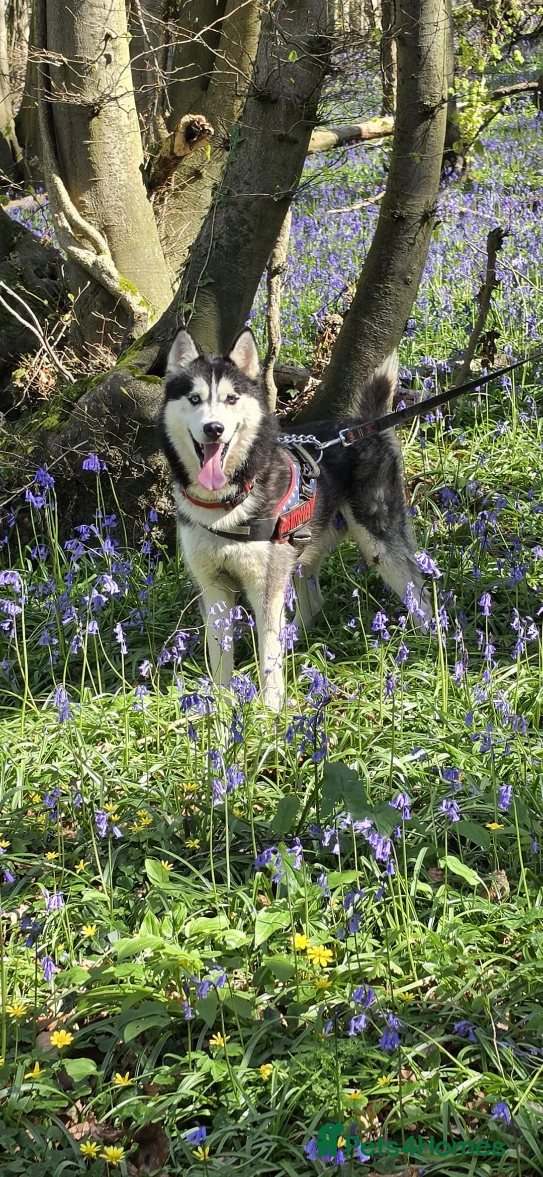 Siberian Husky dogs for stud: beautiful Zeus in Bristol - Advert 1
