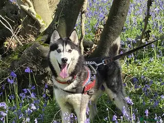 Siberian Husky dogs beautiful Zeus - Advert 1