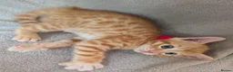 Mixed Breed cats for sale: Beautiful half Bengal kittens - Advert 24