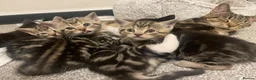 Mixed Breed cats for sale: Beautiful kittens for sale. - Advert 6