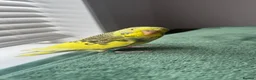Budgerigars birds for sale: Budgie in Redditch - Advert 2