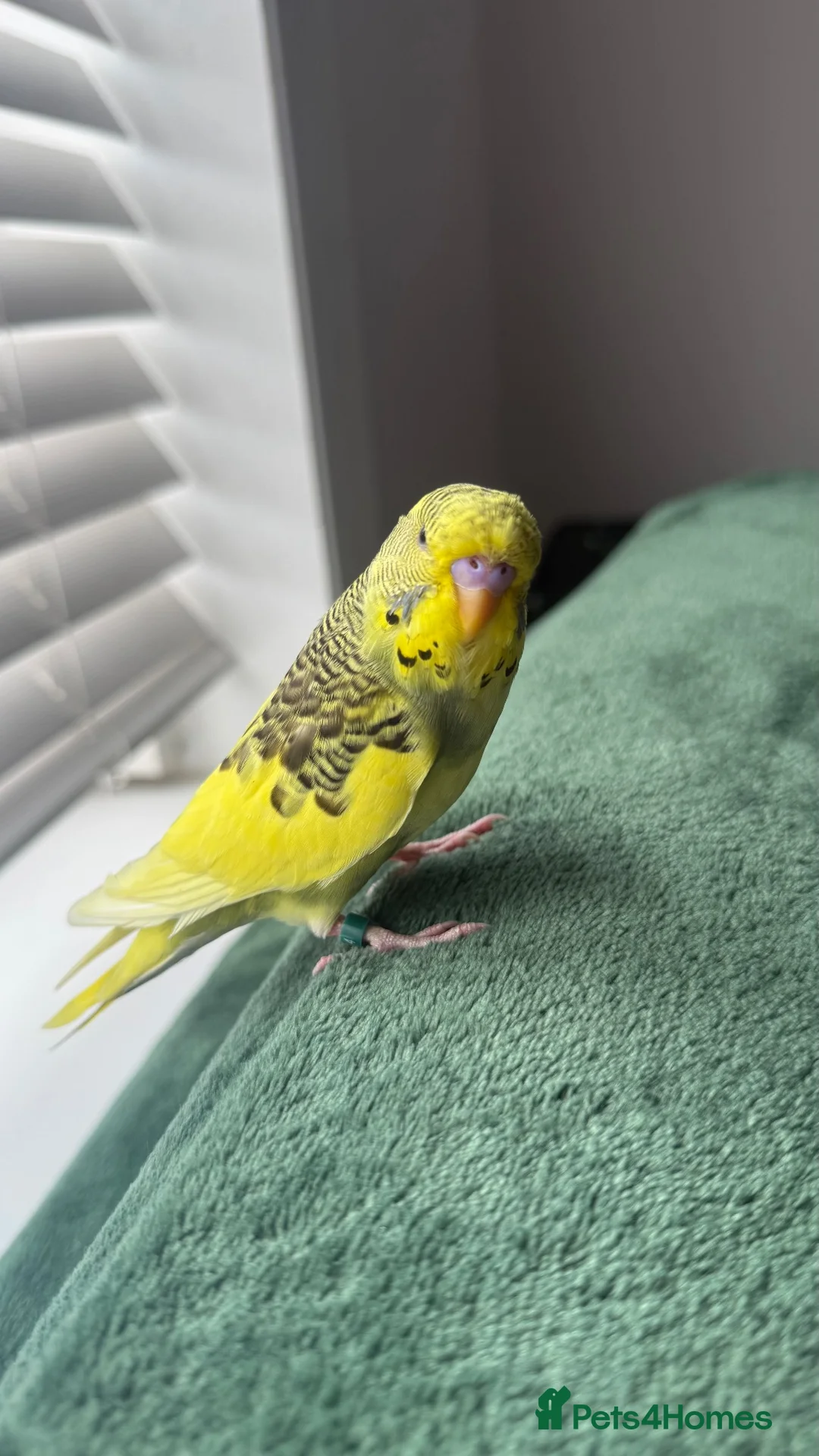 Budgerigars birds for sale: Budgie in Redditch - Advert 2