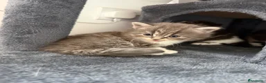Male grey/white 