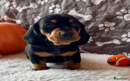 Dachshund dogs for sale: Beautiful Dachshund Puppies Ready to go 8th Nov  - Image 14