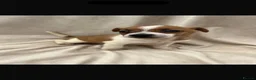 Jack Russell dogs for sale: Jack Russell in Walton-on-Thames - Advert 4