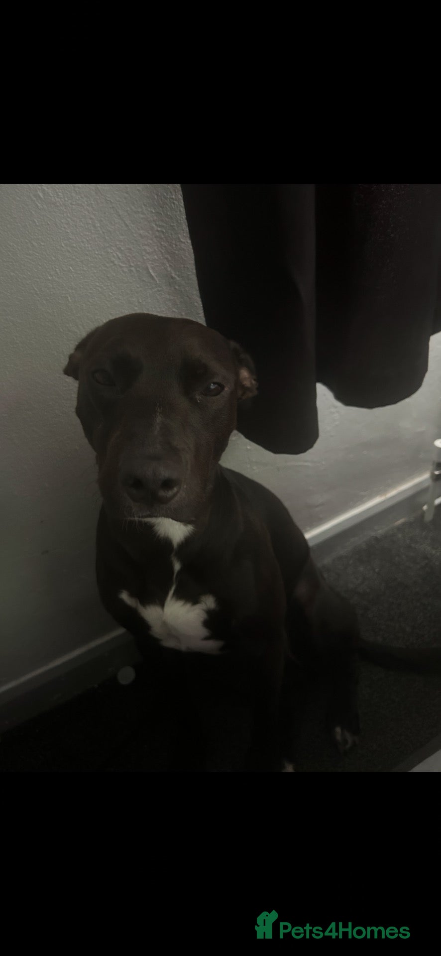 Mixed Breed dogs Rocco - Advert 1