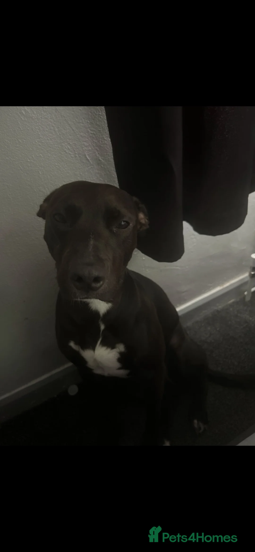 Mixed Breed dogs for sale: Rocco - Advert 1