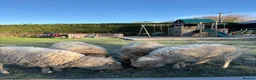 Sheep livestock for sale: 4 Ouessant Sheep - Advert 8