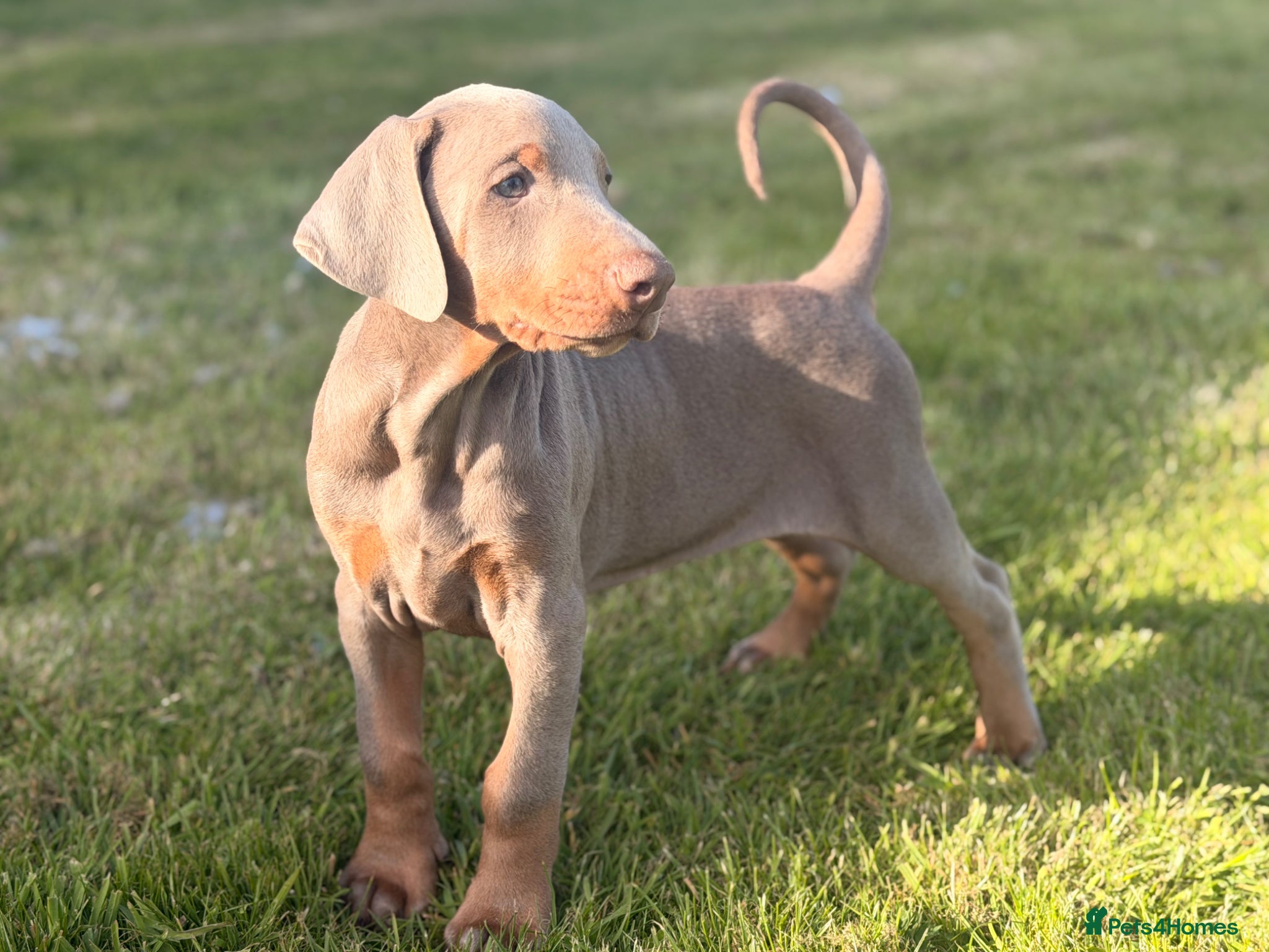 Dobermann dogs Doberman kennel club registered  - Advert 14