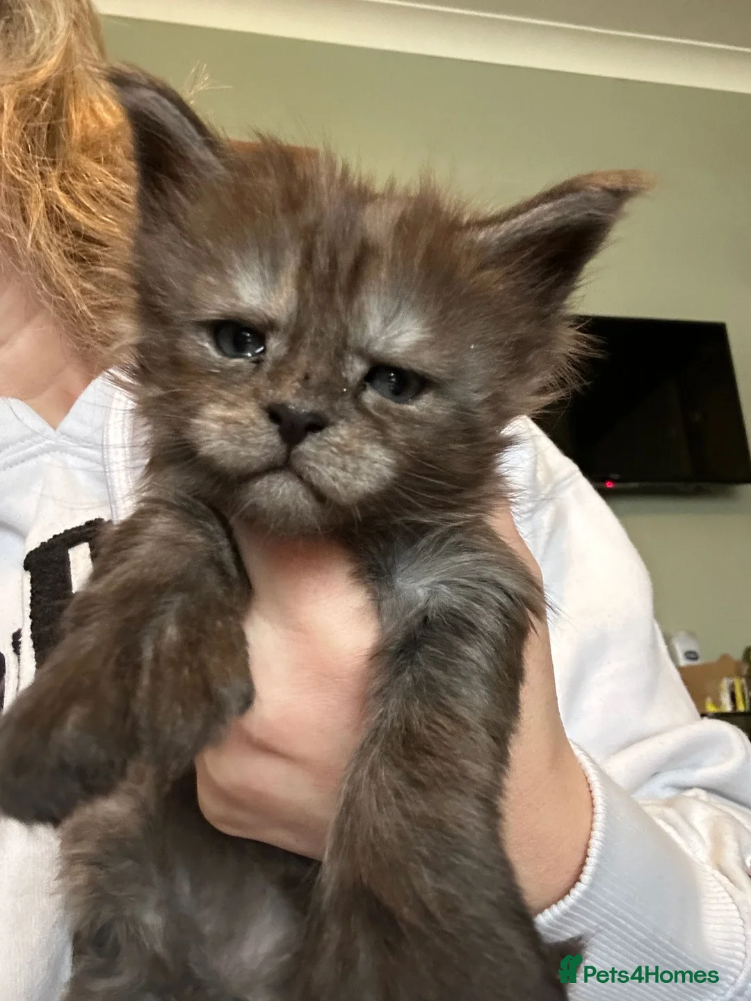 Maine Coon cats for sale: Stunning Mainecoon kittens - Advert 1