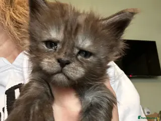 Maine Coon cats Stunning Mainecoon kittens - Advert 1