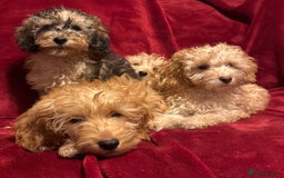 Cockapoo dogs for sale: 🐶 F1 Cockerpoo Puppies 🐶 - Image 1