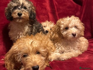Cockapoo dogs - Advert 34